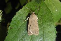 Caradrina clavipalpis