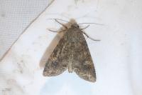 Mamestra brassicae
