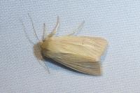 Mythimna pallens