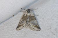Furcula furcula