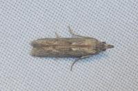 Epischnia asteris