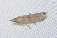 Epischnia asteris