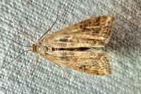 Cataclysta lemnata