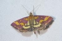 Pyrausta purpuralis