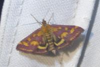 Pyrausta purpuralis