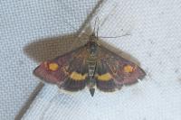 Pyrausta aurata