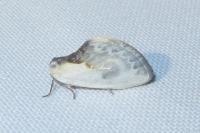 Cilix glaucata