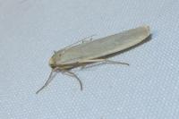 Eilema caniola