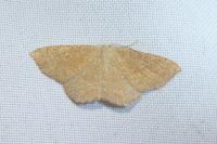 Cyclophora ruficiliaria