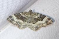 Epirrhoe rivata