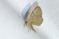 Euchoeca nebulata