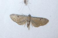 Eupithecia assimilata