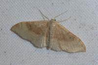 Idaea degeneraria
