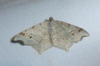 Macaria alternata