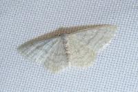 Scopula floslactata