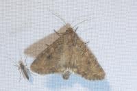 Anarta trifolii