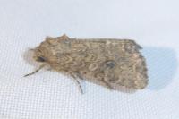 Anarta trifolii