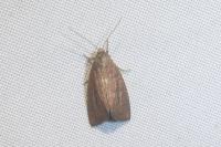 Denticucullus pygmina