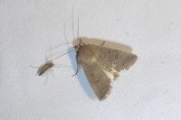 Hoplodrina ambigua