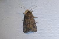 Luperina testacea