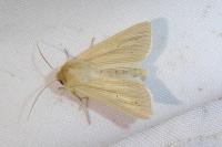 Mythimna pallens