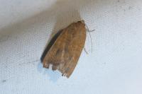 Noctua interjecta
