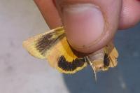 Noctua janthe