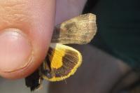 Noctua janthe