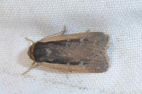 Ochropleura leucogaster