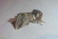 Thaumetopoea processionea