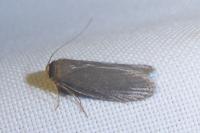 Achroia grisella
