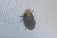 Achroia grisella