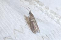Cryptoblabes bistriga