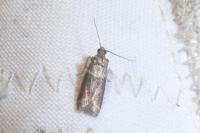Cryptoblabes bistriga