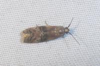 Rhodophaea formosa