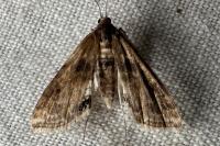 Cataclysta lemnata