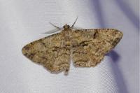 Peribatodes rhomboidaria rhomboidaria
