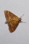 Ostrinia nubilalis