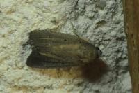 Proxenus hospes