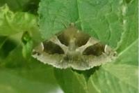 Dysgonia algira