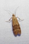 Homoeosoma sinuella
