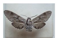 Hyloicus pinastri