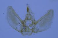 Eupithecia haworthiata