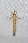Pediasia contaminella