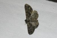 Peribatodes ilicaria ilicaria