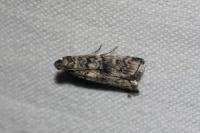 Dioryctria