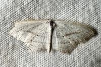Scopula emutaria