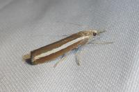 Agriphila latistria