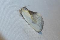 Cilix glaucata