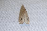 Schrankia costaestrigalis